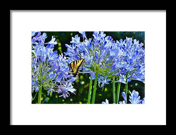 Swallowtail Butterfly Framed Print featuring the photograph Beautiful Butterfly by Marilyn MacCrakin