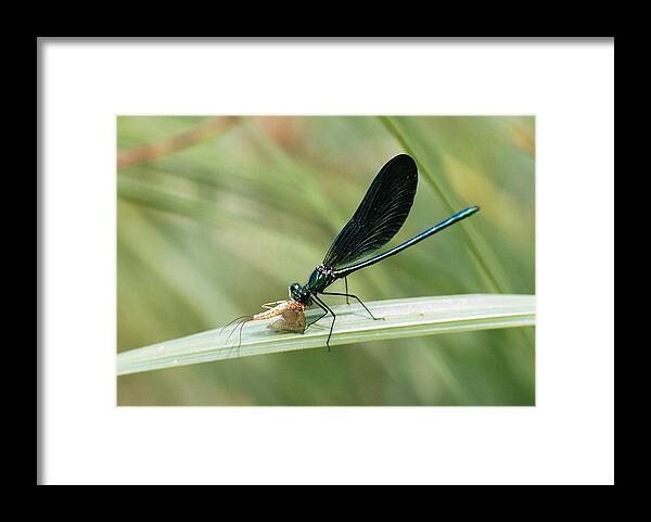 Animal Framed Print featuring the photograph Beautiful Demoiselle by Perennou Nuridsany