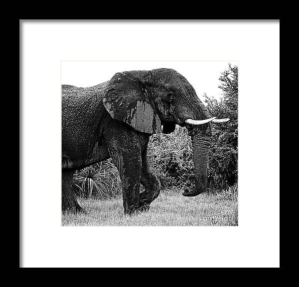 Elephant Framed Print featuring the photograph Beautiful Elephant Black And White 38 by Boon Mee