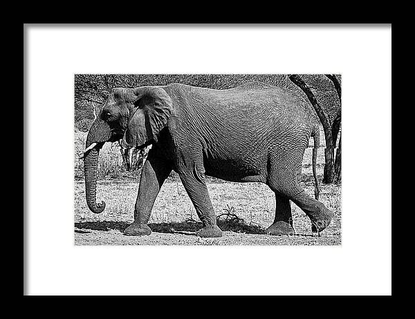 Elephant Framed Print featuring the photograph Beautiful Elephant Black And White 45 by Boon Mee