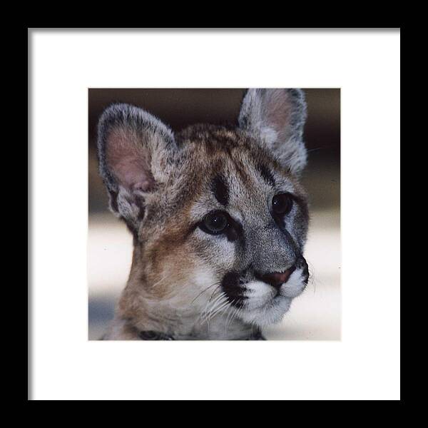 Cougar Cub Framed Print featuring the photograph Beautiful Face-Cougar Cub by Myrna Walsh
