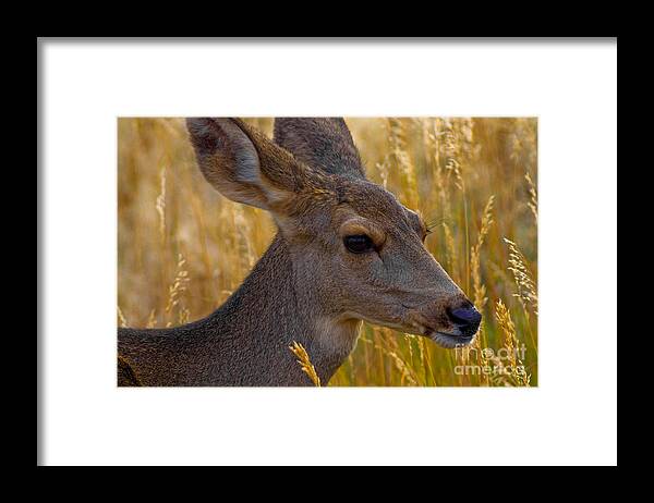 Wildlife Framed Print featuring the photograph Beautiful Girl by Barbara Schultheis
