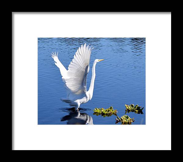 Great White Egret Framed Print featuring the photograph Beautiful Grest White Egret by Sheri McLeroy