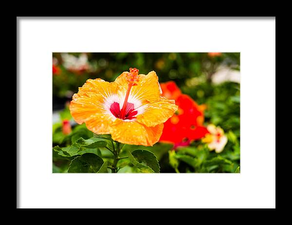 Beautiful Framed Print featuring the photograph Beautiful Hibiscus by Raul Rodriguez