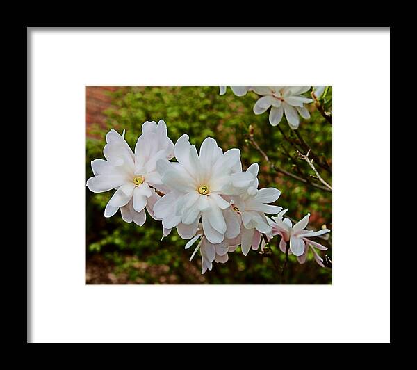 Flowers Framed Print featuring the photograph Beautiful Magnolias 2 by Victoria Sheldon