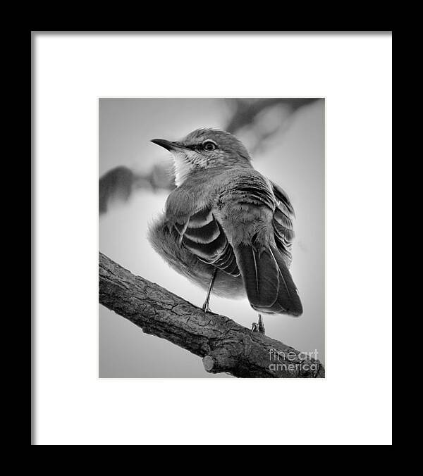 Christian Framed Print featuring the photograph Beautiful Mockingbird by Anita Oakley