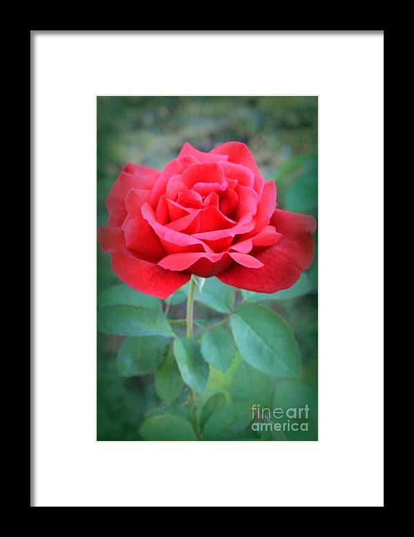 Rose Framed Print featuring the photograph Beautiful Morning Rose by Jennifer E Doll