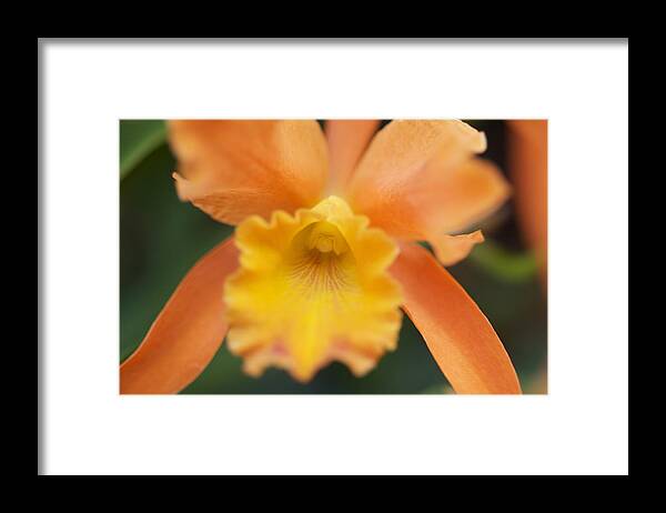 Orchid Framed Print featuring the photograph Beautiful orange orchid by Sue Morris