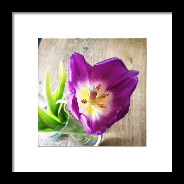 Flower Framed Print featuring the photograph Beautiful purple flower from above by Matthias Hauser