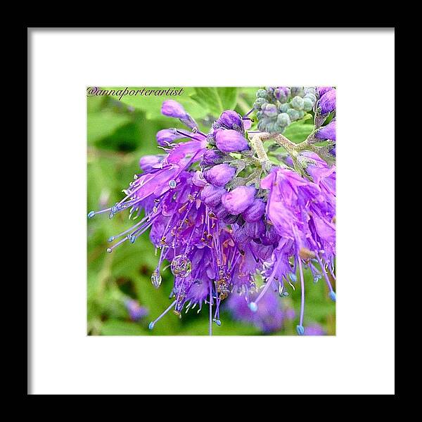 123purples Framed Print featuring the photograph Beautiful Purple Flower From My Gardens by Anna Porter
