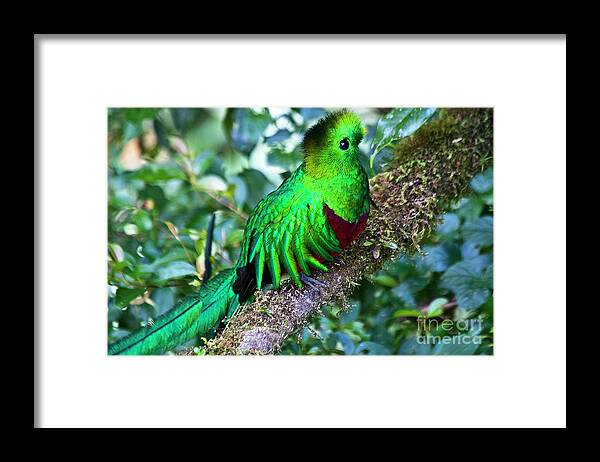 Bird Framed Print featuring the photograph Beautiful Quetzal 2 by Heiko Koehrer-Wagner