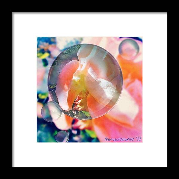 Floral Framed Print featuring the photograph Beautiful Rose Marble - Autumn Light by Anna Porter