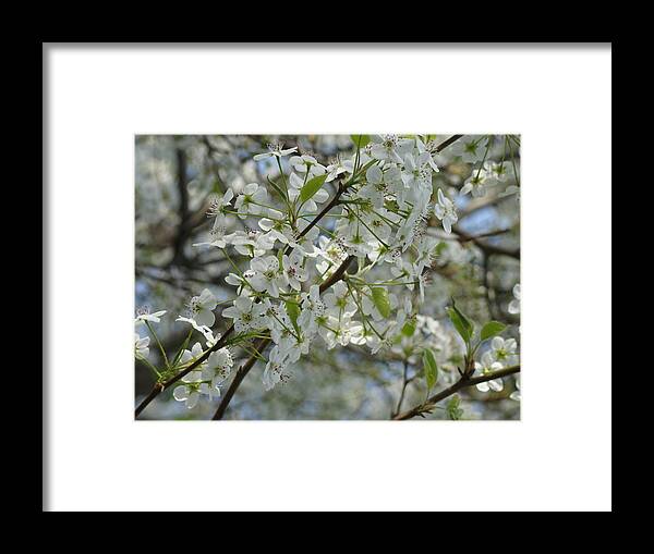 Bloom Framed Print featuring the photograph Beautiful Tree by Quita Jean