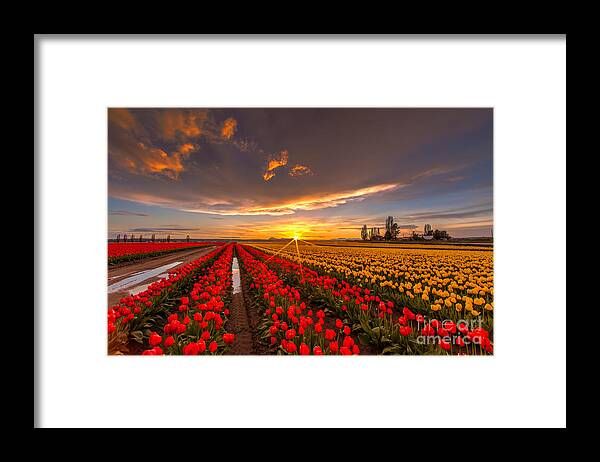 Tulip Fields Framed Print featuring the photograph Beautiful Tulip Field Sunset by Mike Reid
