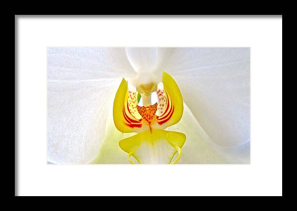 Orchid Framed Print featuring the photograph Beautiful white orchid by Sue Morris