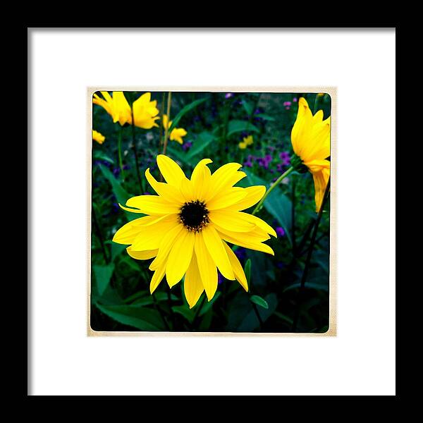 Flower Framed Print featuring the photograph Beautiful yellow flower by Matthias Hauser