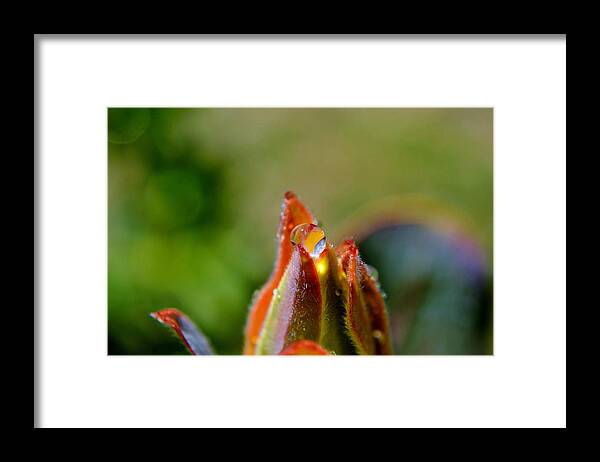 Close Up; Raindrop; Protea Leafs; Beautiful; Sunlight; Water; Droplets; Drop; Background; Nature; Garden; Plant; Green; Orange; Reflection; Decorative; Detail; Macro; Framed Print featuring the photograph Beauty from within by Werner Lehmann