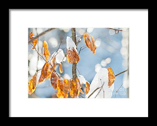 Landscapes Framed Print featuring the photograph Beauty in Dead things by Cheryl Baxter