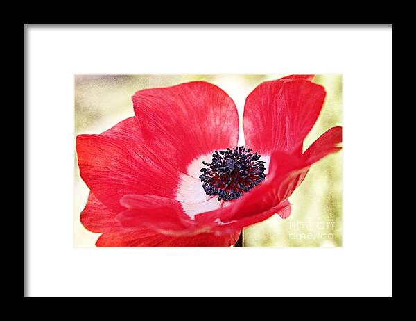 Anemone Coronaria Framed Print featuring the photograph Beauty in the Breeze by Clare Bevan