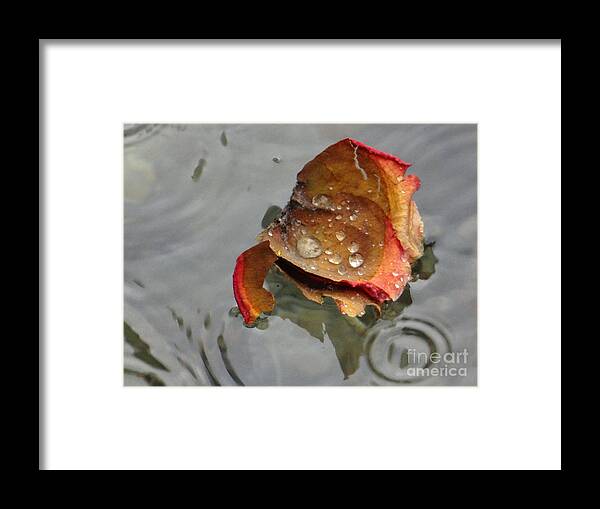 Beauty Framed Print featuring the photograph Beauty in the water by Karin Ravasio