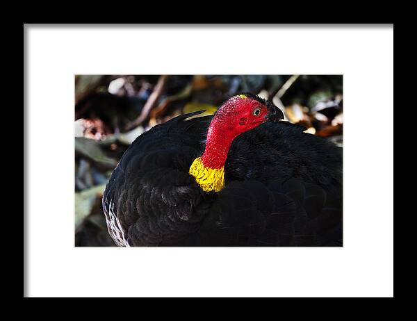 Animals Framed Print featuring the photograph Beauty is in the eye of the beholder by Mr Bennett Kent