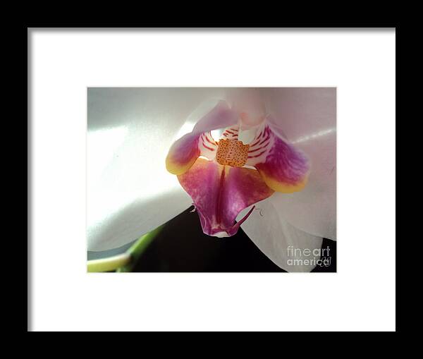 Floral Framed Print featuring the photograph Beauty Is Truth by Geri Glavis