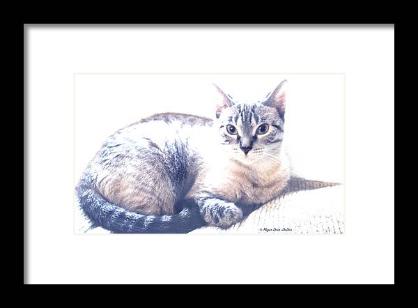 Animal Lover Framed Print featuring the photograph Beauty by Megan Dirsa-DuBois