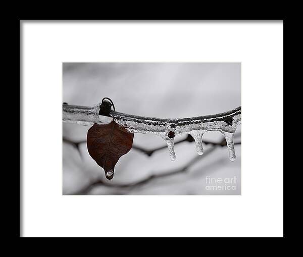 Ice Framed Print featuring the photograph Beauty of Ice by Jane Ford