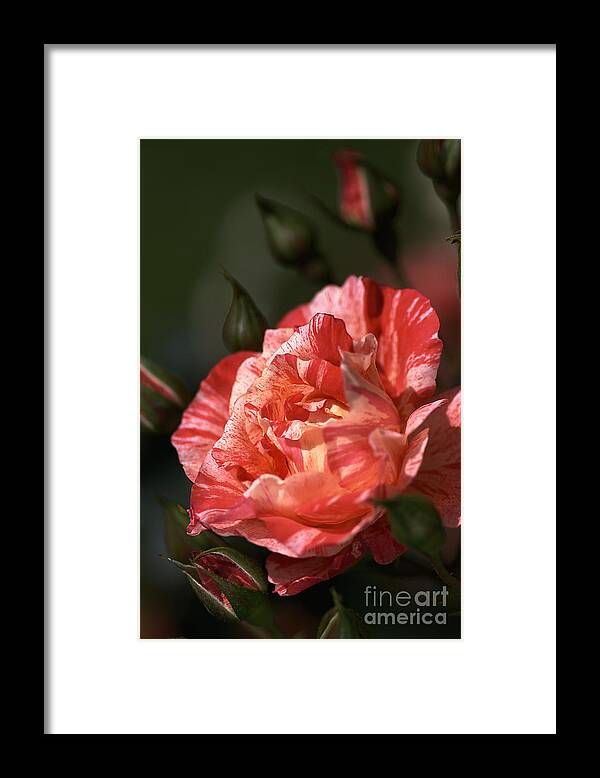 Grimaldi Rose Framed Print featuring the photograph Beauty Of Rose by Joy Watson