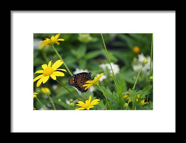 Butterfly On A Flower Framed Print featuring the photograph Beauty of Spring by Laurie Perry