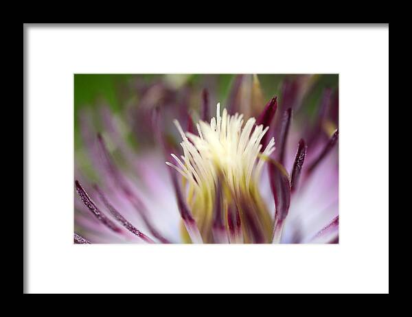 Clematis Framed Print featuring the photograph Beauty Remains by Wanda Brandon