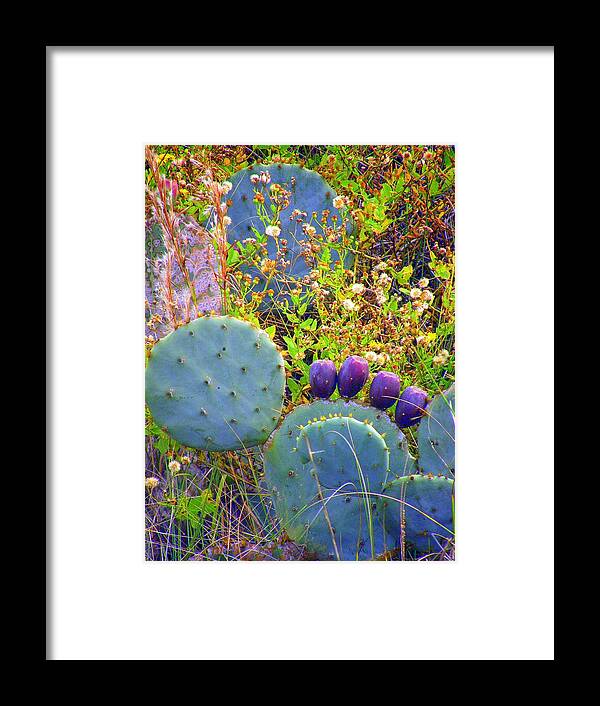 Cactus Framed Print featuring the photograph Beavertail Cactus by Antonia Citrino