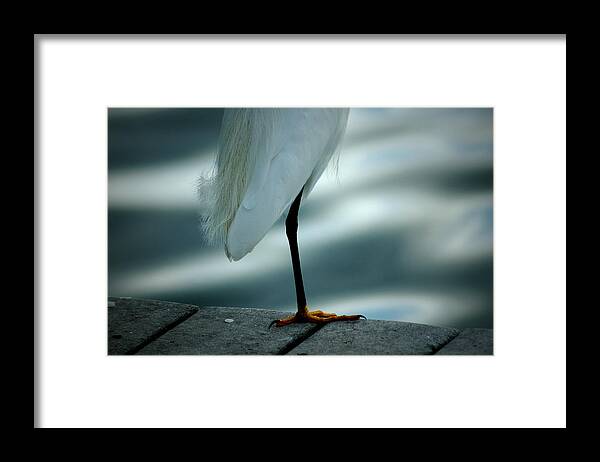 Egret Framed Print featuring the photograph Bed Time by David Weeks
