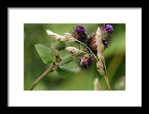 Bee Framed Print featuring the photograph Bee 1 by Deborah Ritch