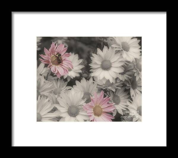 Flowers Framed Print featuring the photograph Bee And Daisies In Partial Color by Smilin Eyes Treasures