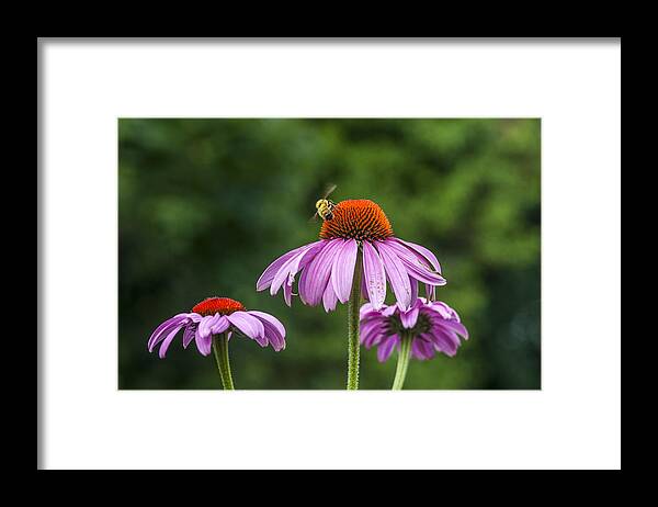 Bee Framed Print featuring the photograph Bee and Flowers by Cathy Kovarik