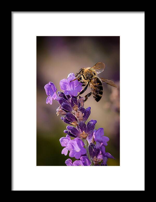 Bee Framed Print featuring the photograph Honeybee Working Lavender by Len Romanick