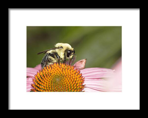 Flowers Framed Print featuring the photograph Bee at Work by Robert Culver