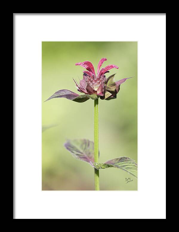 Gardens Framed Print featuring the photograph Bee Balm - Fireworks by Mother Nature by Betty Denise
