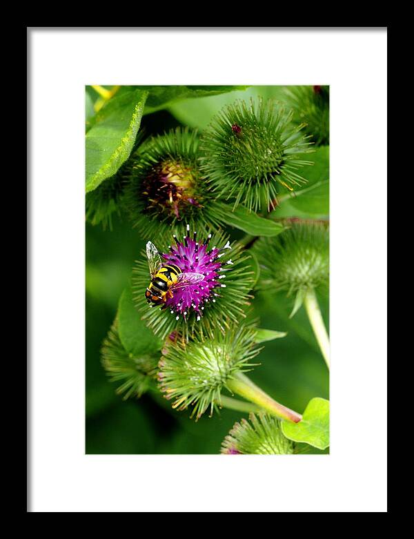 Bee Framed Print featuring the photograph Bee by Deborah Ritch