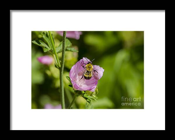 Bumble Bee Macro Framed Print featuring the photograph Bee Free by Dan Hefle
