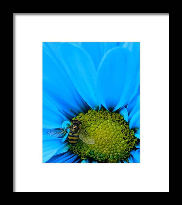 Oregon Framed Print featuring the photograph Bee on blue daisy by Gallery Of Hope 