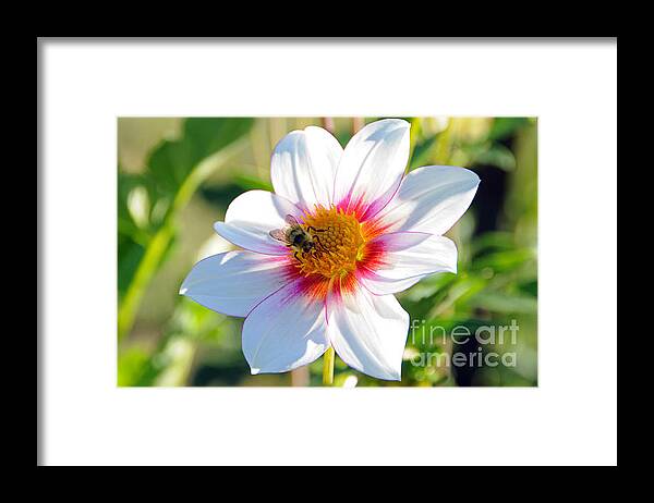 Honey Bee Framed Print featuring the photograph Bee on Dahlia by Sarah Schroder