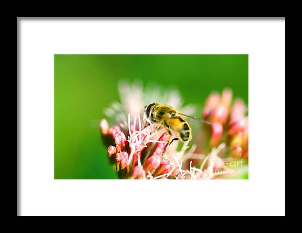 Animals Framed Print featuring the photograph Bee on flower by Michal Bednarek