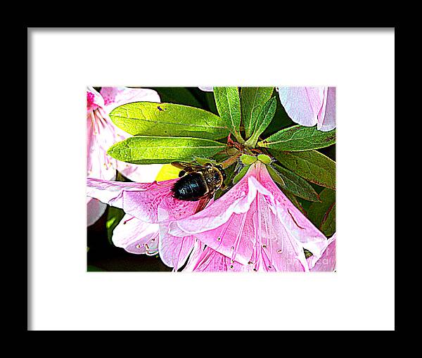 Azaleas Framed Print featuring the photograph Bee on Pink Azalea by Kathy White