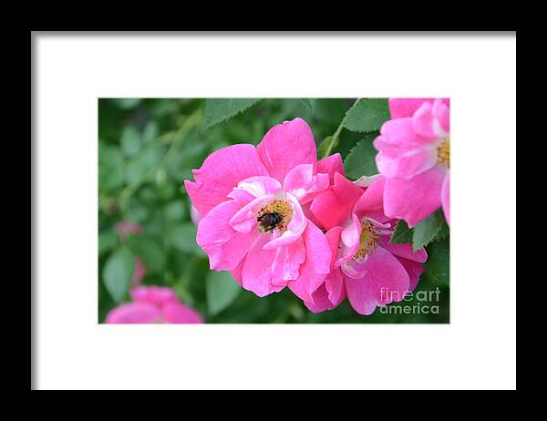 Bee Framed Print featuring the photograph Bee Rosy by Laurel Best