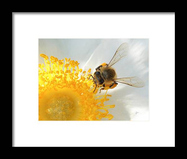 Bee Framed Print featuring the photograph Bee-U-tiful by TK Goforth