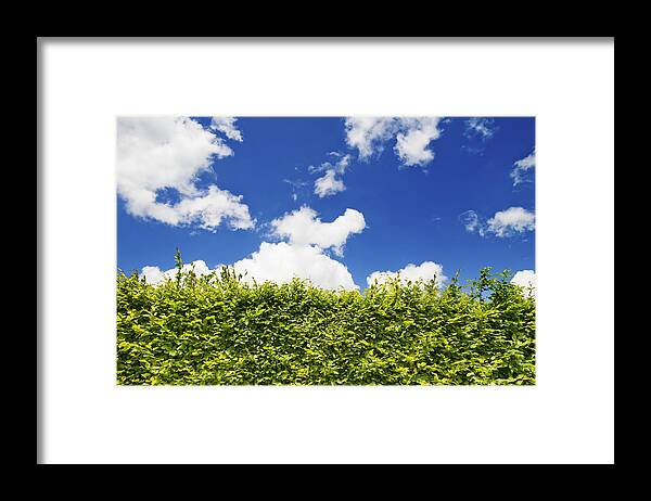 Hedge Framed Print featuring the photograph Beech Hedge with blue sky by Chevy Fleet