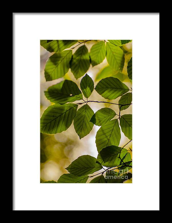 Leaf Framed Print featuring the photograph Beech Leaves and Bokeh by Jan Bickerton