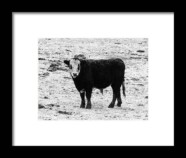 Beef Framed Print featuring the photograph Beef Bandit by J L Zarek